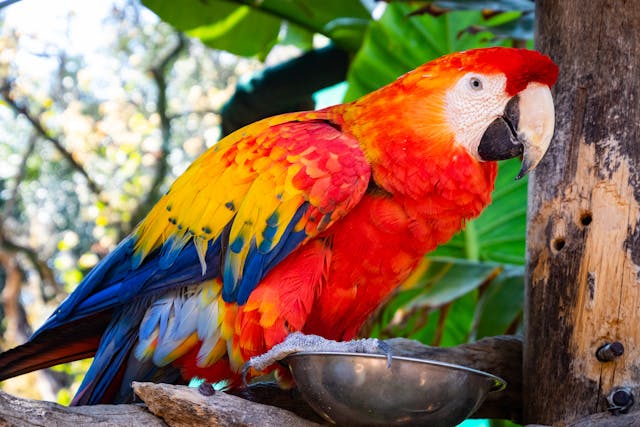loro