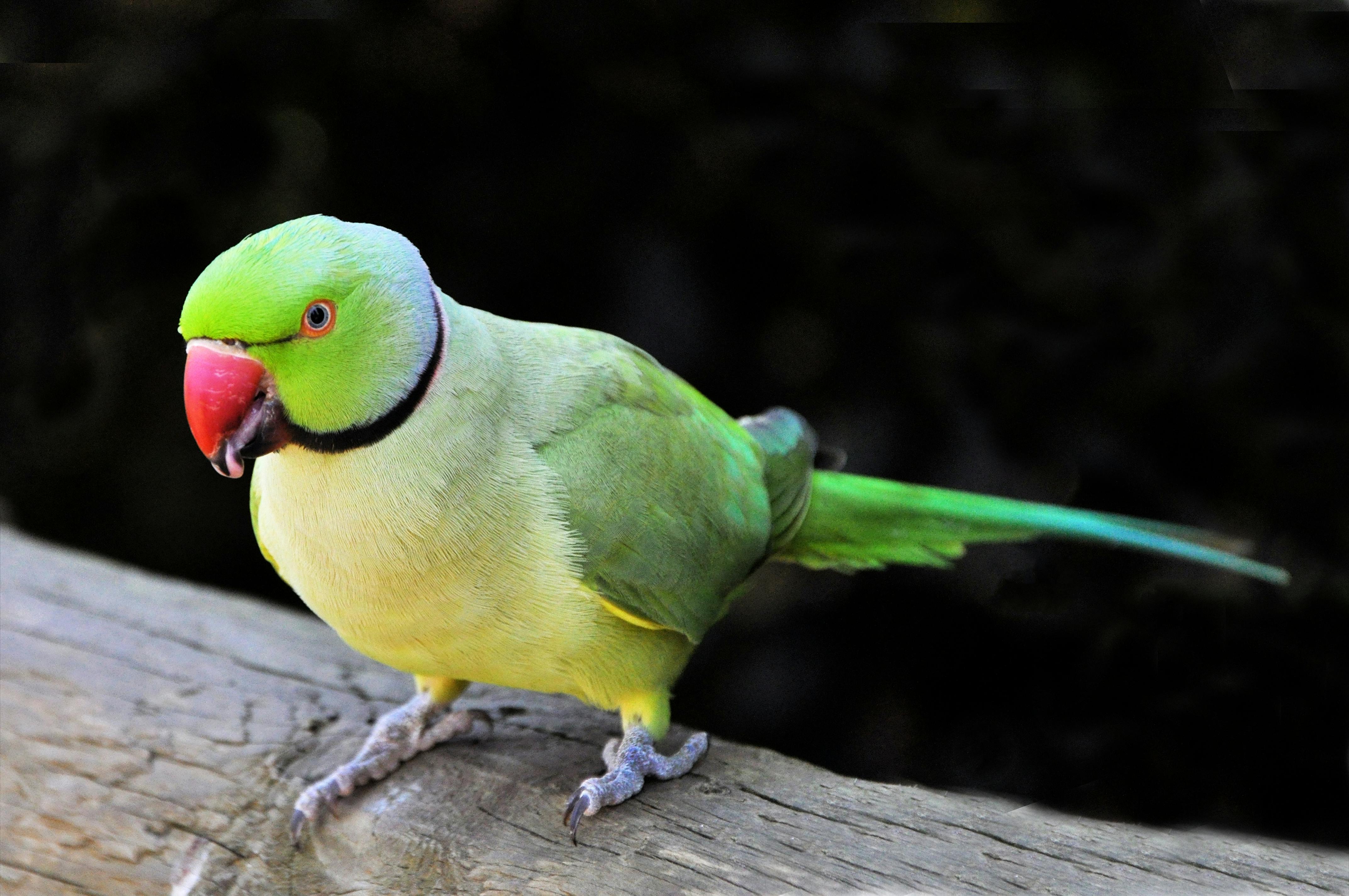 loro