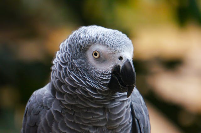 loro