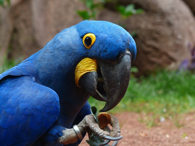 loro