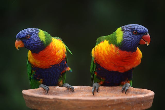 loro