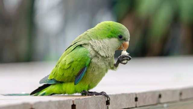 loro